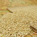 high quality white broom corn millet dry WELL POLISHED